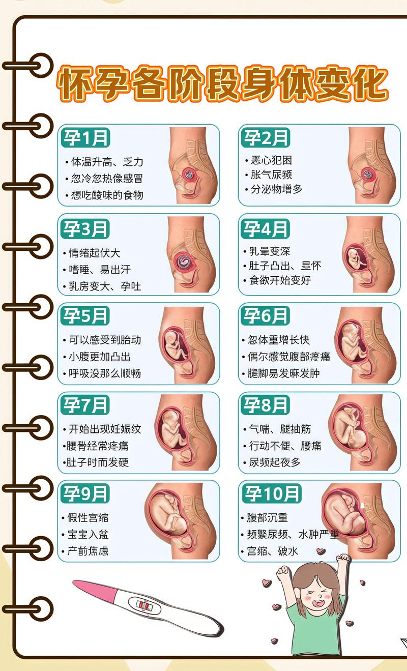 揭秘供卵代孕妈妈怀孕小腹分两节，孕期变化的奥秘巴南代生机构: